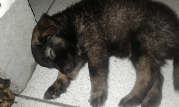 Cachorro ra a Rottweiler idade 2 a 6 meses nome Bilu