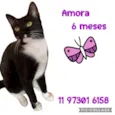 Amora