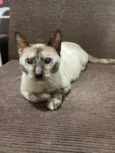 Docinho