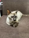 Docinho