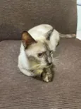 Docinho