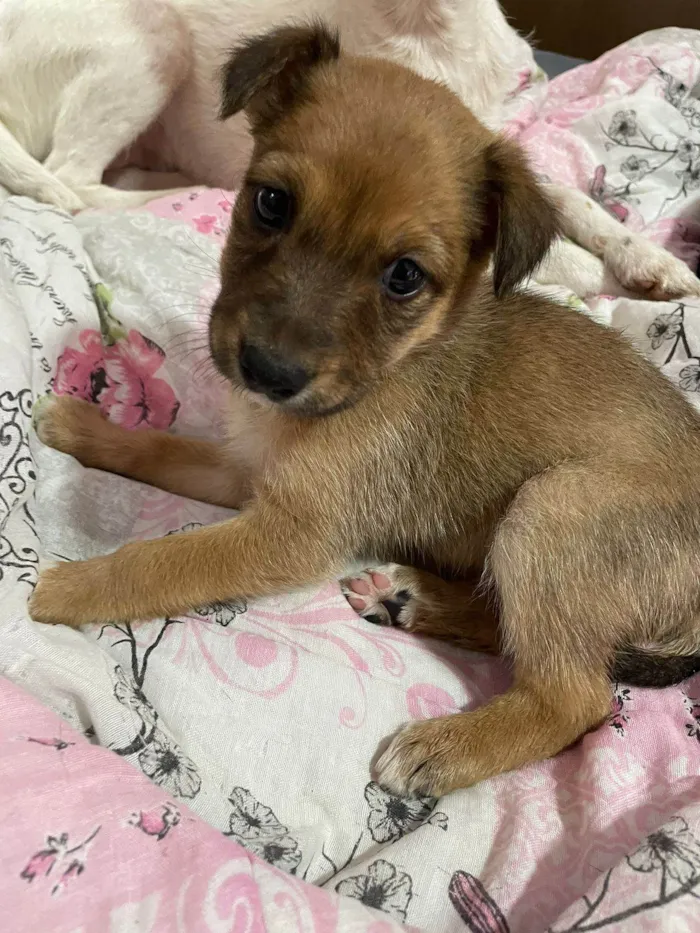 Cachorro ra a SRD-ViraLata idade 2 a 6 meses nome Bombom