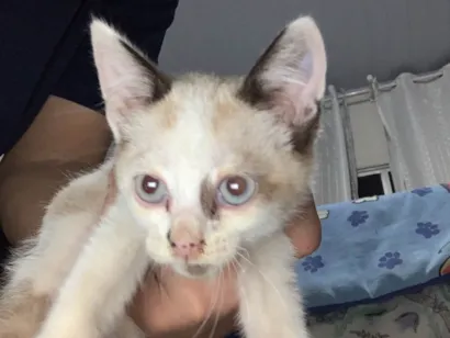 Gato raça SRD-ViraLata idade Abaixo de 2 meses nome Gatinha