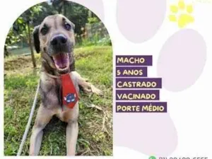 Cachorro raça SRD-ViraLata idade 5 anos nome Billy