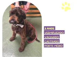 Cachorro raça SRD-ViraLata idade 3 anos nome Black