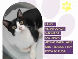 Gato raça SRD-ViraLata idade 1 ano nome Cora