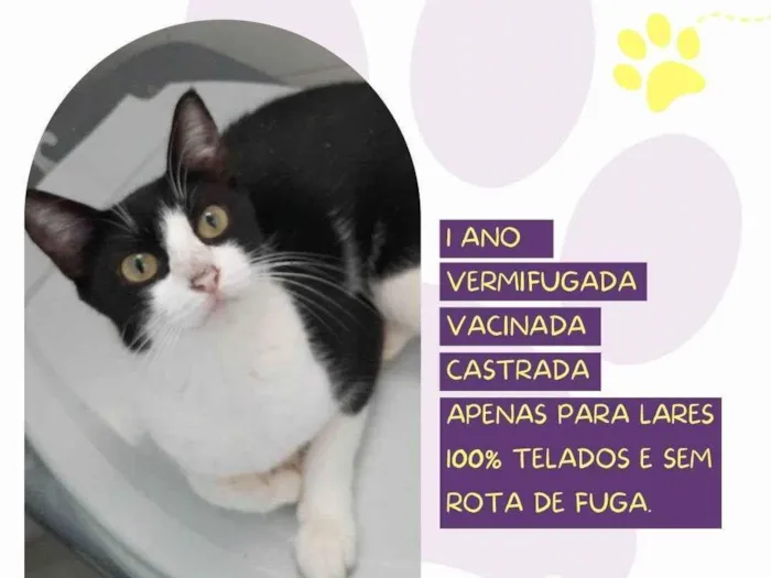 Gato ra a SRD-ViraLata idade 1 ano nome Cora