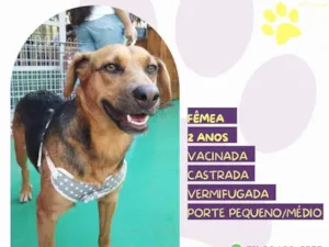 Cachorro raça SRD-ViraLata idade 2 anos nome Caramela