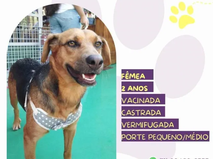 Cachorro ra a SRD-ViraLata idade 2 anos nome Caramela