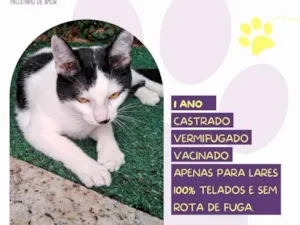 Gato raça SRD-ViraLata idade 1 ano nome Duu