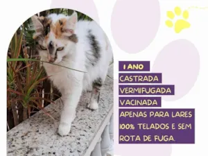 Gato raça SRD-ViraLata idade 1 ano nome Duda