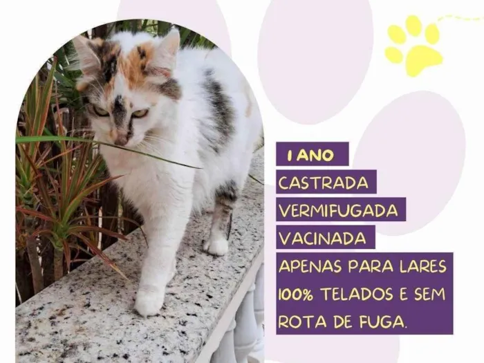 Gato ra a SRD-ViraLata idade 1 ano nome Duda