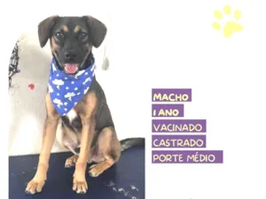 Cachorro raça SRD-ViraLata idade 1 ano nome Duque