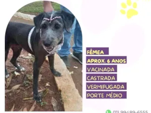 Cachorro raça SRD-ViraLata idade 6 ou mais anos nome Emilia