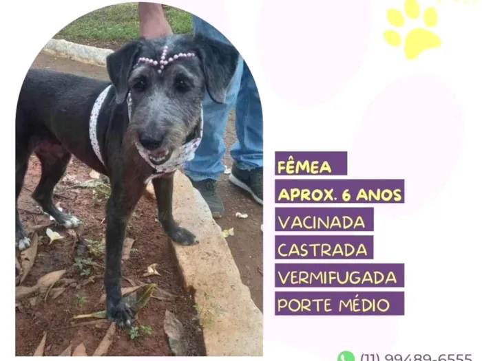 Cachorro ra a SRD-ViraLata idade 6 ou mais anos nome Emilia