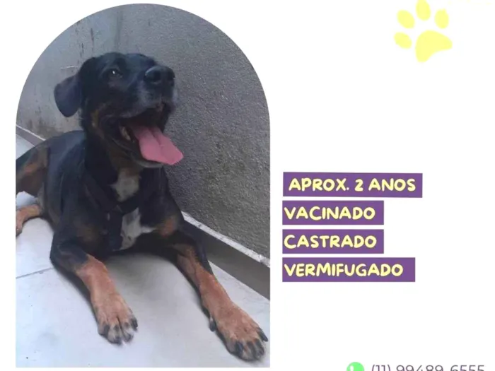 Cachorro ra a SRD-ViraLata idade 2 anos nome Gigante Emilio