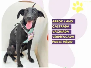 Cachorro raça SRD-ViraLata idade 1 ano nome Kika