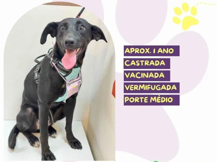 Cachorro ra a SRD-ViraLata idade 1 ano nome Kika