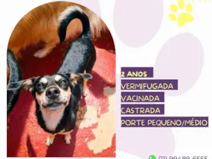 Cachorro raça SRD-ViraLata idade 2 anos nome Luna