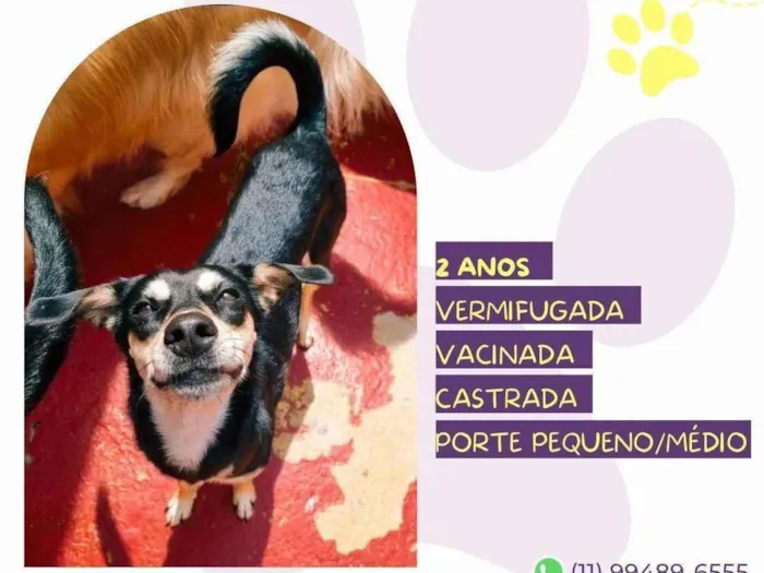 Cachorro ra a SRD-ViraLata idade 2 anos nome Luna