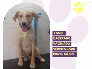 Cachorro raça SRD-ViraLata idade 1 ano nome Lyon