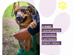 Cachorro raça SRD-ViraLata idade 2 anos nome Maraisa