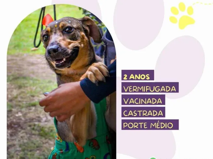 Cachorro ra a SRD-ViraLata idade 2 anos nome Maraisa