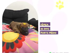 Cachorro raça SRD-ViraLata idade Abaixo de 2 meses nome Marjorie