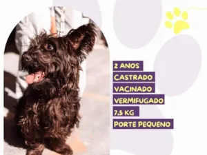 Cachorro raça SRD-ViraLata idade 1 ano nome Max