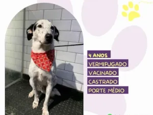 Cachorro raça SRD-ViraLata idade 4 anos nome Milk