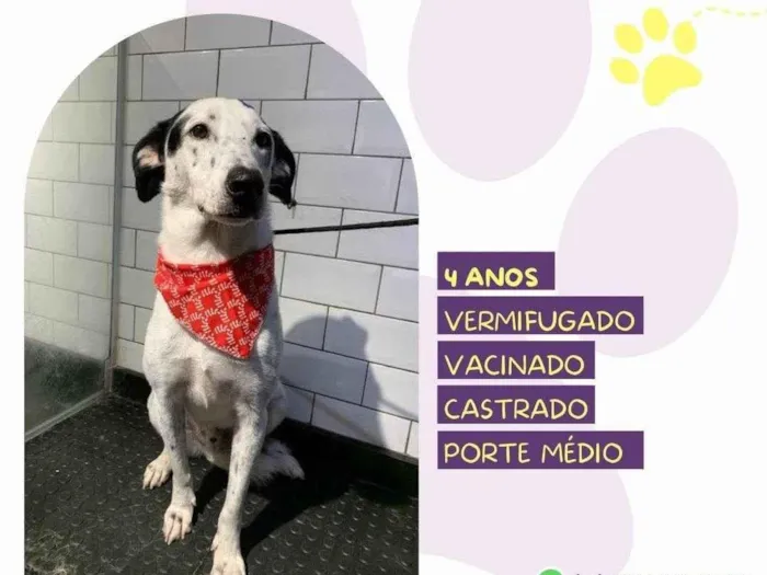 Cachorro ra a SRD-ViraLata idade 4 anos nome Milk