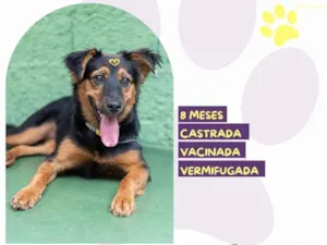 Cachorro raça SRD-ViraLata idade 7 a 11 meses nome Moana