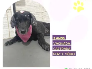 Cachorro raça SRD-ViraLata idade 2 anos nome Neguinha