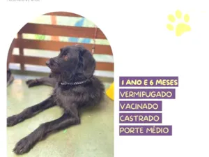 Cachorro raça SRD-ViraLata idade 1 ano nome Nick