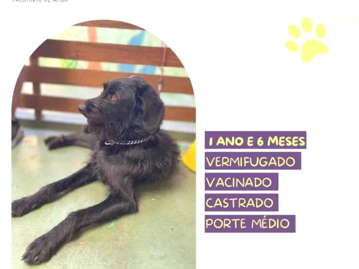 Cachorro ra a SRD-ViraLata idade 1 ano nome Nick