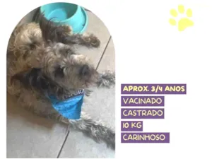 Cachorro raça SRD-ViraLata idade 4 anos nome Pacoca