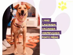 Cachorro raça SRD-ViraLata idade 7 a 11 meses nome Pandora