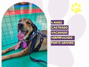 Cachorro raça SRD-ViraLata idade 4 anos nome Pluto