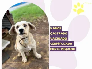 Cachorro raça SRD-ViraLata idade 5 anos nome Popeye