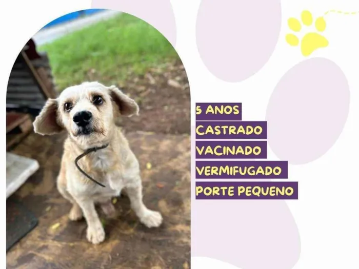 Cachorro ra a SRD-ViraLata idade 5 anos nome Popeye