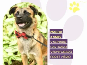 Cachorro raça SRD-ViraLata idade 2 anos nome Pudim