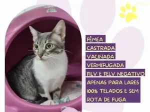 Gato raça SRD-ViraLata idade 2 anos nome Saray