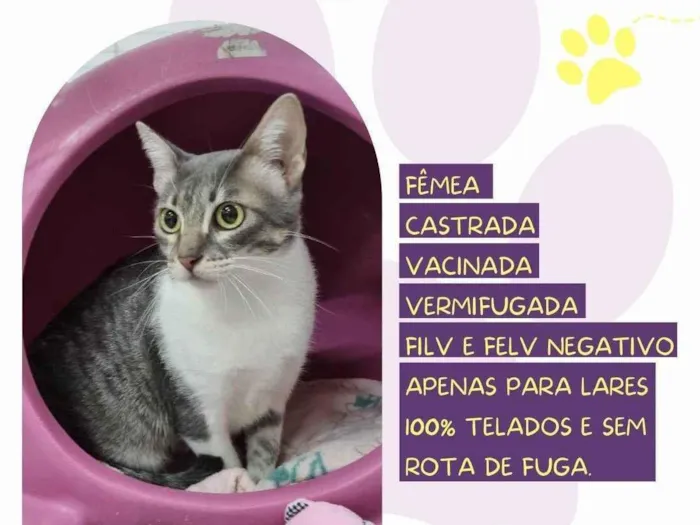 Gato ra a SRD-ViraLata idade 2 anos nome Saray