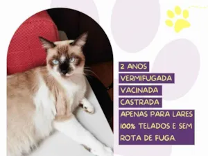 Gato raça SRD-ViraLata idade 2 anos nome Sabrina