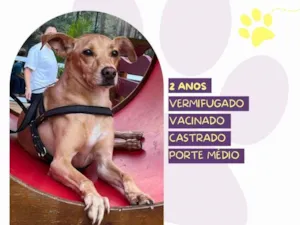 Cachorro raça SRD-ViraLata idade 2 anos nome Start