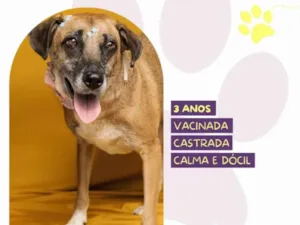 Cachorro raça SRD-ViraLata idade 3 anos nome Stella