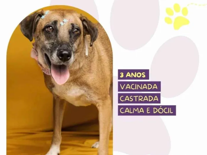 Cachorro ra a SRD-ViraLata idade 3 anos nome Stella