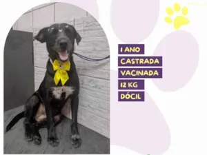 Cachorro raça SRD-ViraLata idade 1 ano nome Susy