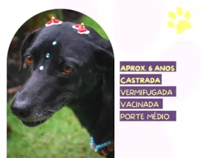 Cachorro raça SRD-ViraLata idade 5 anos nome Tatiane