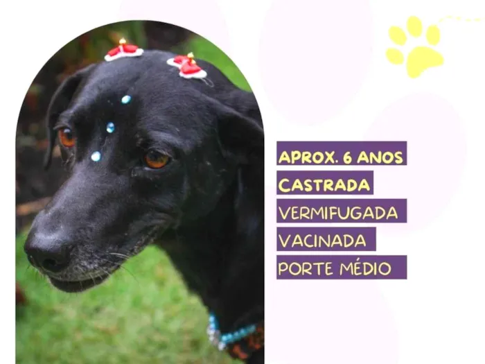 Cachorro ra a SRD-ViraLata idade 5 anos nome Tatiane